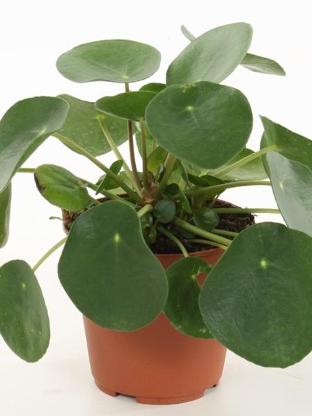 Kilpipiilea